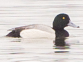 Greater Scaup